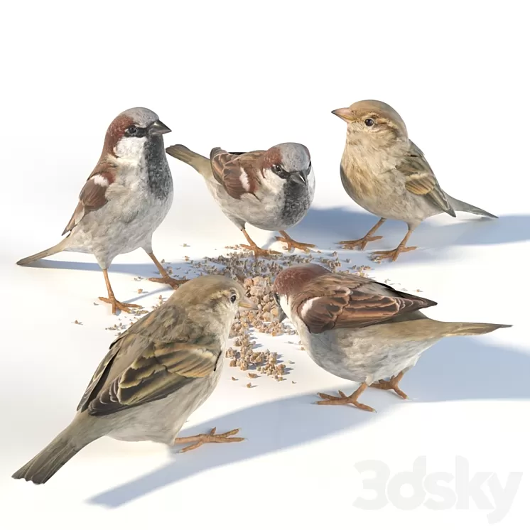 House Sparrow / 1 3D Model