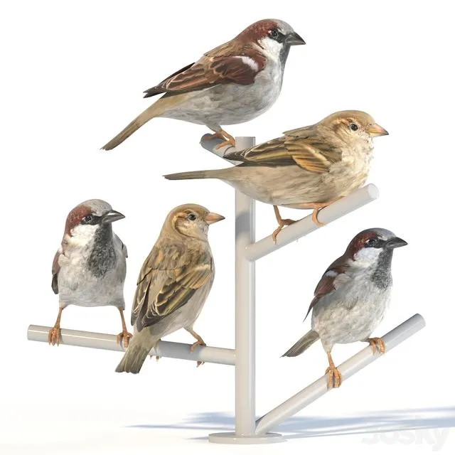 House Sparrow 2 3D Model