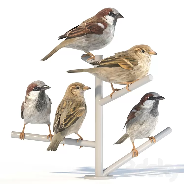 House Sparrow / 2 3D Model
