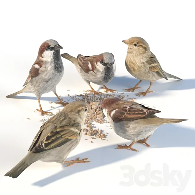 House Sparrow _ 1 3DModel