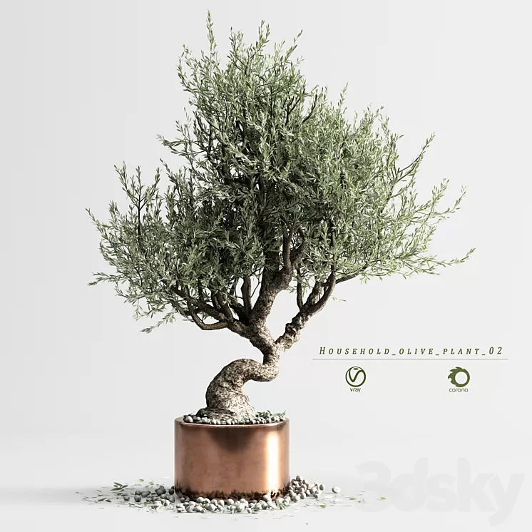household olive plant 02 3D Model Free Download household olive plant 02 3D Model Free Download