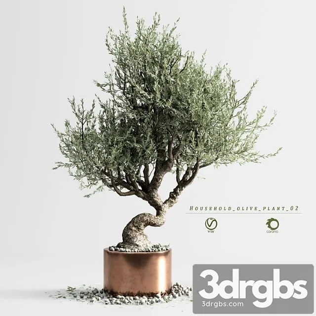 Household olive plant 02 Household olive plant 02