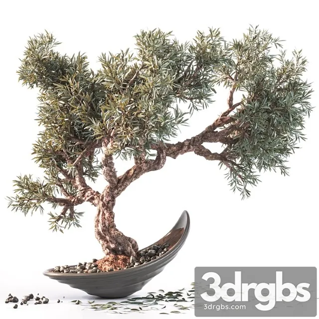 Household olive plant Household olive plant