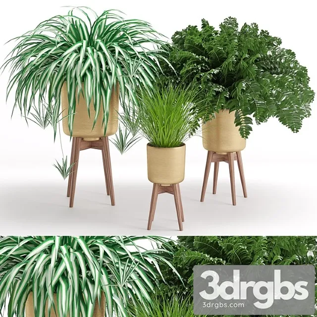 Houseplant 30 Houseplant 30