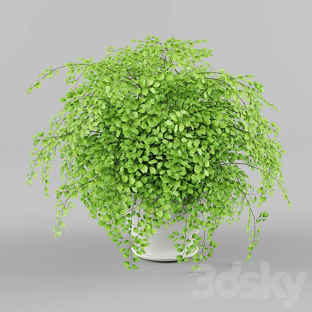 Houseplant 3D Model Houseplant 3D Model