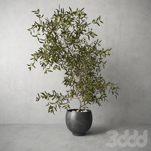Houseplant 3D Model