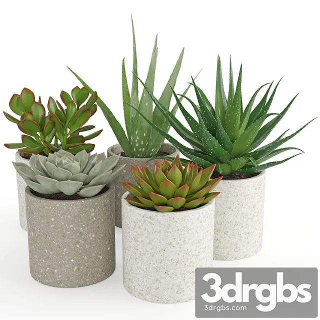 Houseplant 63 Houseplant 63