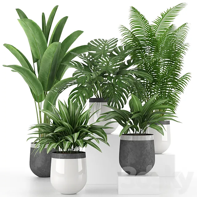 Houseplant Collection 03 3D Model