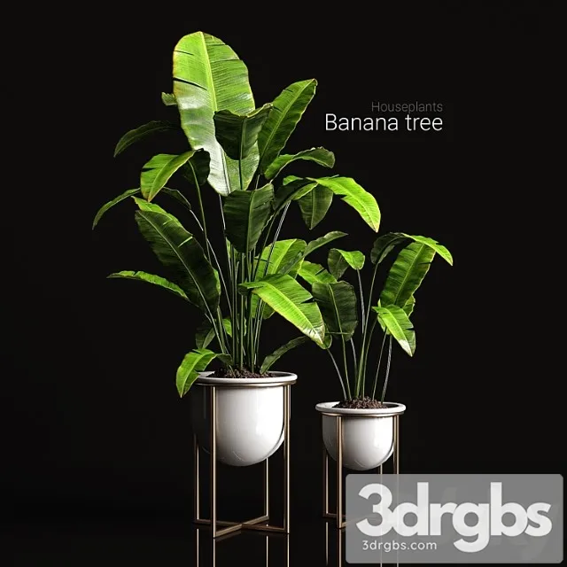 Houseplants banana tree Houseplants banana tree