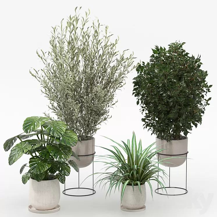 Houseplants collection (V-Ray) 3D Model Houseplants collection (V-Ray) 3D Model