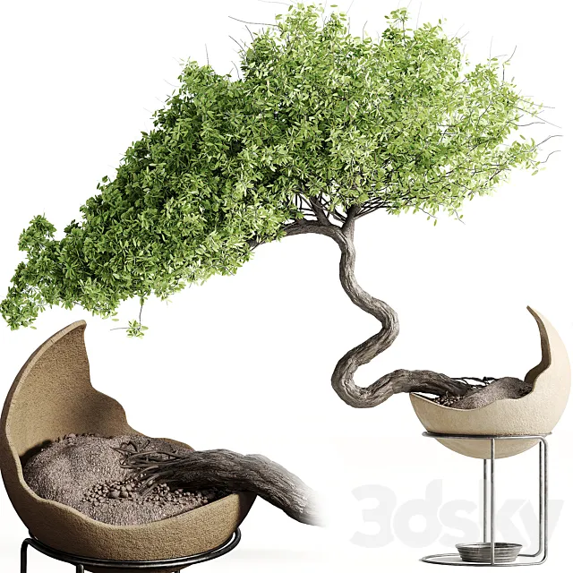 houseplants-indoor-Bonsai-039 3DModel