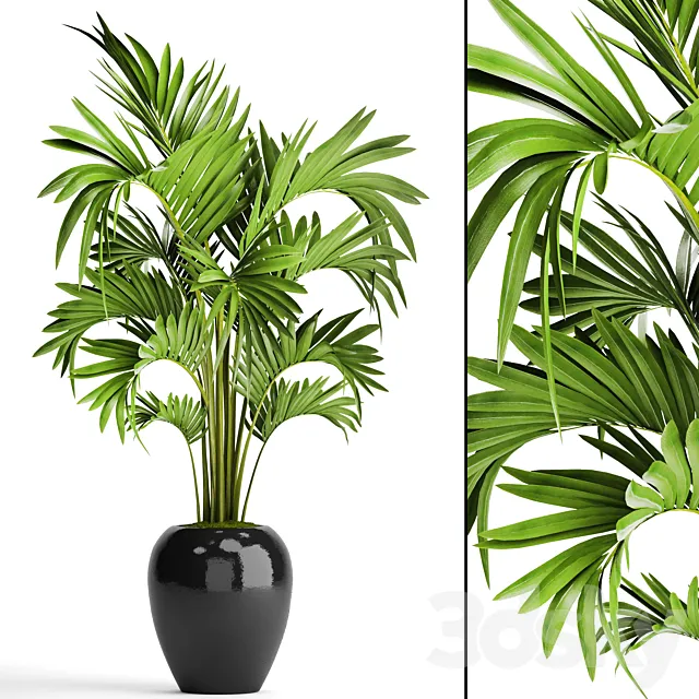 Howea decorative palm tree hovea pot flower black flowerpot interior 3D Model Howea decorative palm tree hovea pot flower black flowerpot interior 3D Model