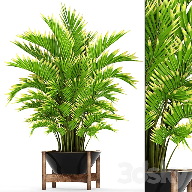 Howea forsteriana 2. ornamental palm howea pot flower 3D Model Howea forsteriana 2. ornamental palm howea pot flower 3D Model