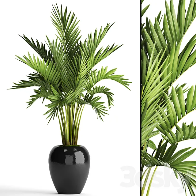 Howea forsteriana. decorative palm tree hovea pot flower black flowerpot interior 3D Model Howea forsteriana. decorative palm tree hovea pot flower black flowerpot interior 3D Model