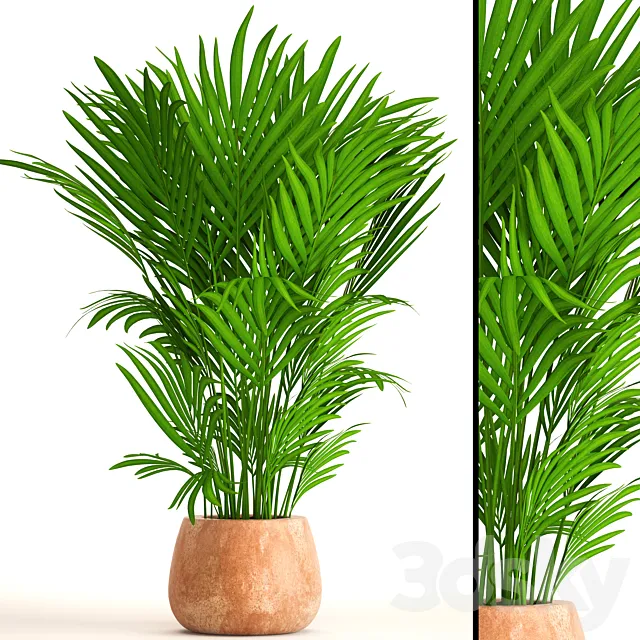 Howea Forsteriana kentia decorative palm tree indoor bush pot clay clinker flowerpot 3D Model Howea Forsteriana kentia decorative palm tree indoor bush pot clay clinker flowerpot 3D Model