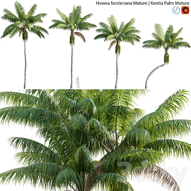 Howea forsteriana Mature – Kentia Palm Mature – 01 3D Model