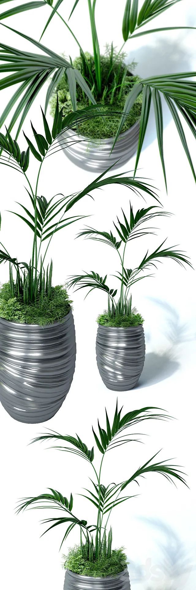 Howea palm composition 3D Model Howea palm composition 3D Model