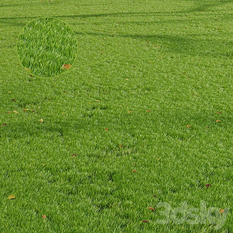 HQ Grass Park Summer 3D Model Free Download