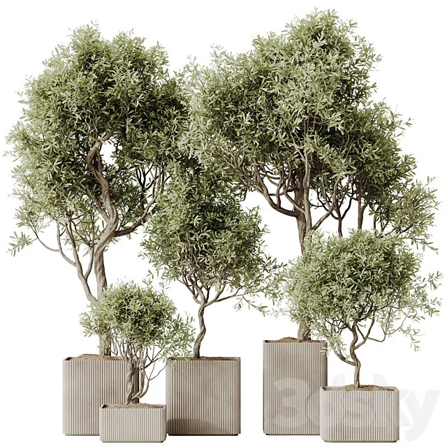 HQ HousePlants Mission Kalamata Leccino Arbequina Wilsonii Chemlali Olive Set 23 3D Model HQ HousePlants Mission Kalamata Leccino Arbequina Wilsonii Chemlali Olive Set 23 3D Model