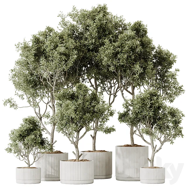 HQ HousePlants Mission Kalamata Leccino Arbequina Wilsonii Chemlali Olive Set 25 3D Model HQ HousePlants Mission Kalamata Leccino Arbequina Wilsonii Chemlali Olive Set 25 3D Model