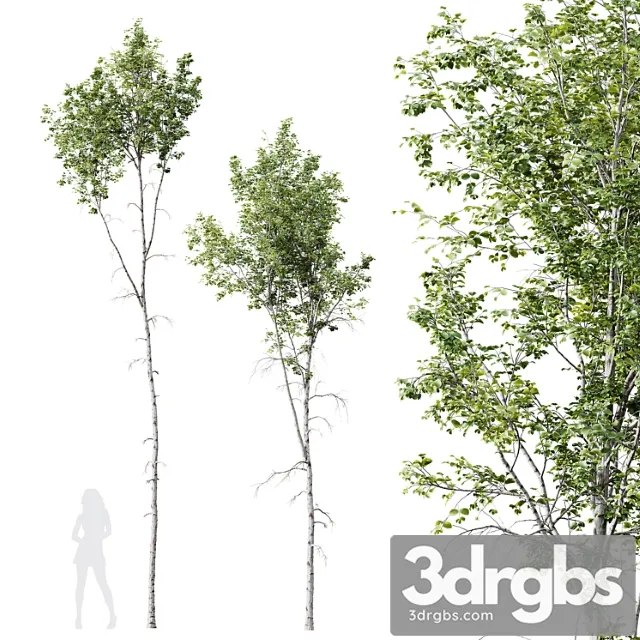 HQ Plants Betula Pendula 02 3D Model Download