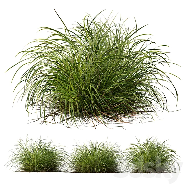 HQ Plants Carex Elata Aurea Grass Version2 3D Model HQ Plants Carex Elata Aurea Grass Version2 3D Model