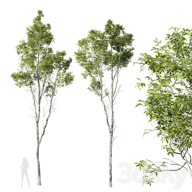 HQ Plants Castanea Sativa 3D Model