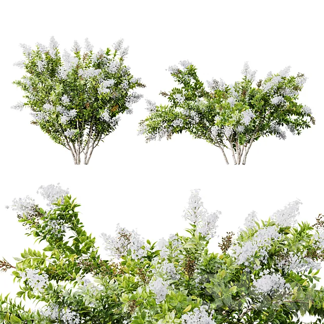 HQ Plants Myrtle White Flower little 3D Model