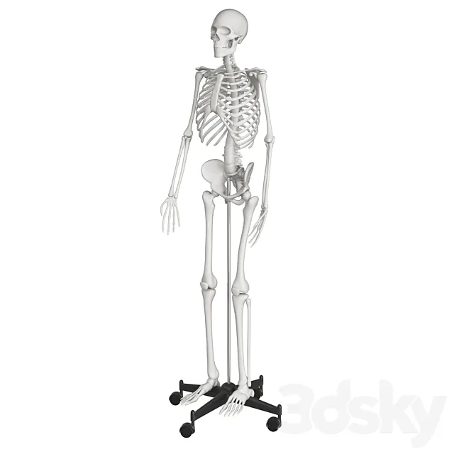 Human skeleton 3D Model Human skeleton 3D Model
