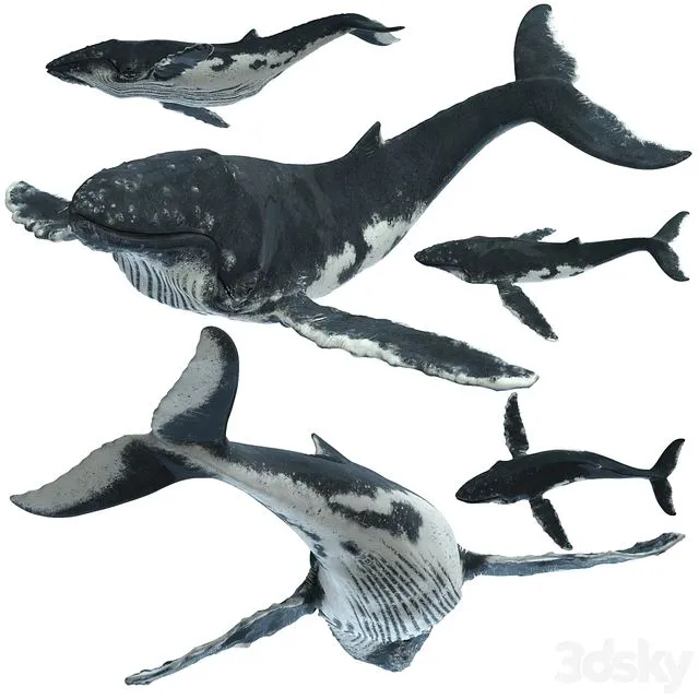Humpback whale 3D Model