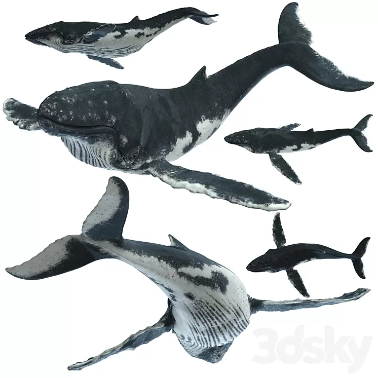 Humpback whale 3D Model