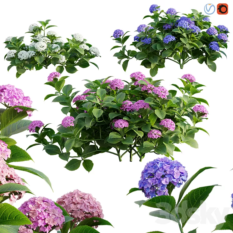 Hydrangea 02 3D Model Free Download