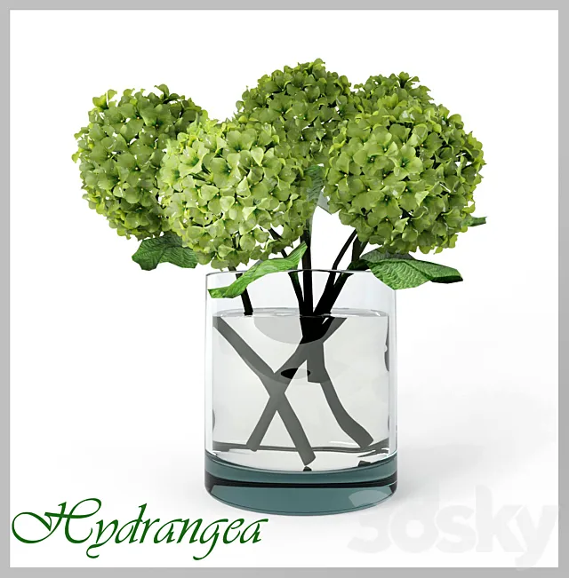 Hydrangea 3D Model Hydrangea 3D Model
