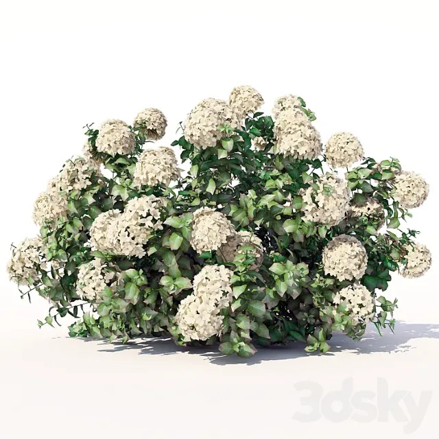 Hydrangea 5 3D Model Download
