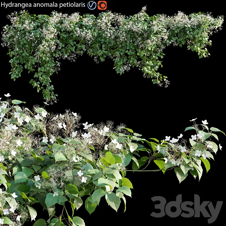 Hydrangea anomala petiolaris – Climbing Hydrangea 01 3D Model