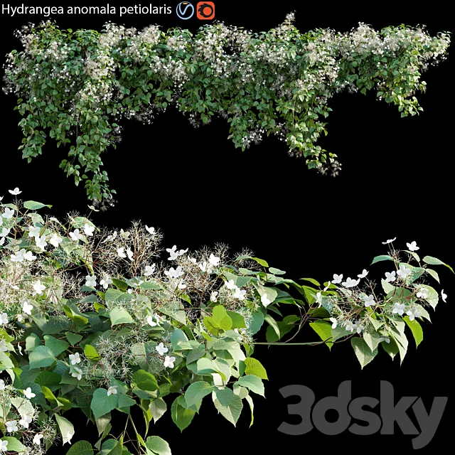 Hydrangea anomala petiolaris – Climbing Hydrangea 01 3DModel