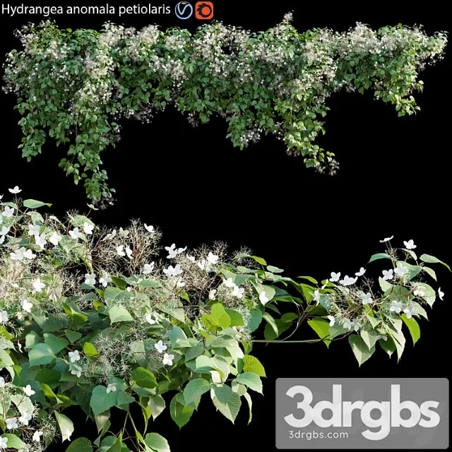 Hydrangea anomala petiolaris – climbing hydrangea 01 Hydrangea anomala petiolaris – climbing hydrangea 01