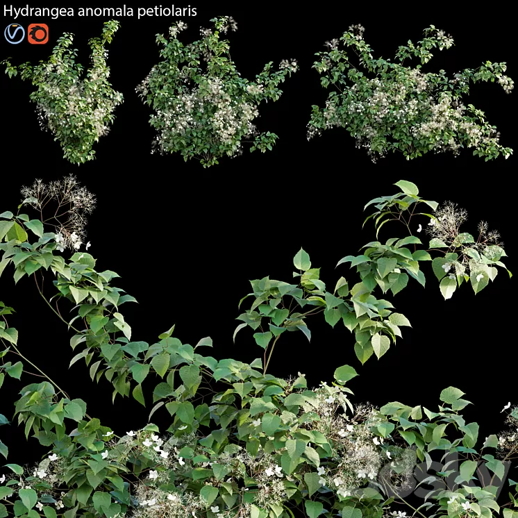 Hydrangea anomala petiolaris – Climbing Hydrangea 02 3D Model
