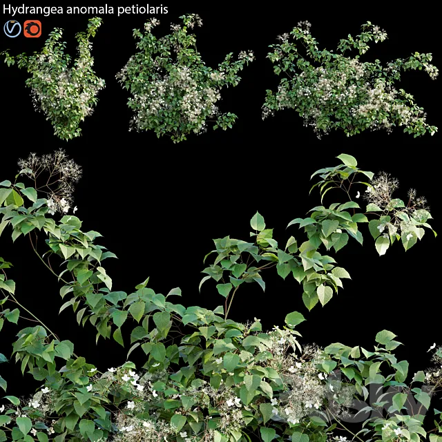 Hydrangea anomala petiolaris – Climbing Hydrangea 02 3DModel