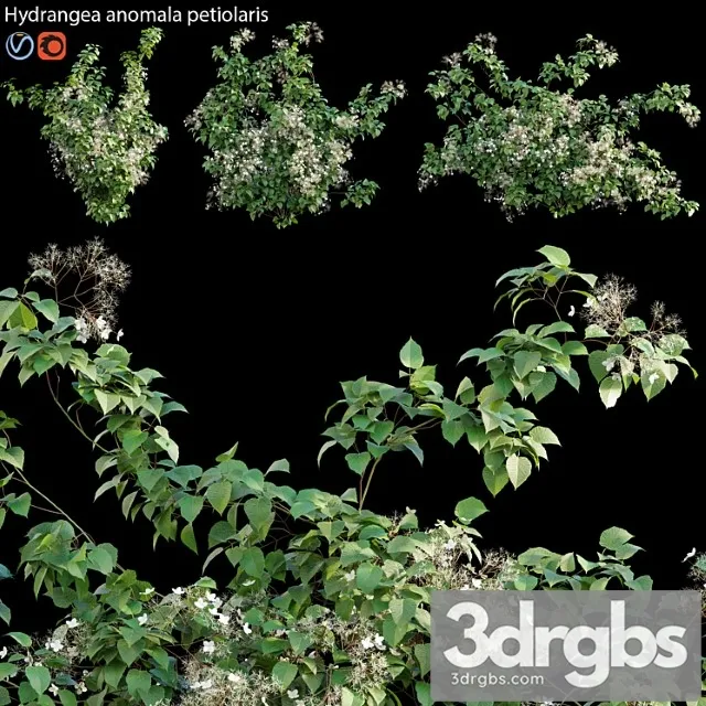 Hydrangea anomala petiolaris – climbing hydrangea 02 Hydrangea anomala petiolaris – climbing hydrangea 02