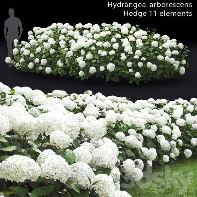 Hydrangea Arborescens Hedge 3D Model Download