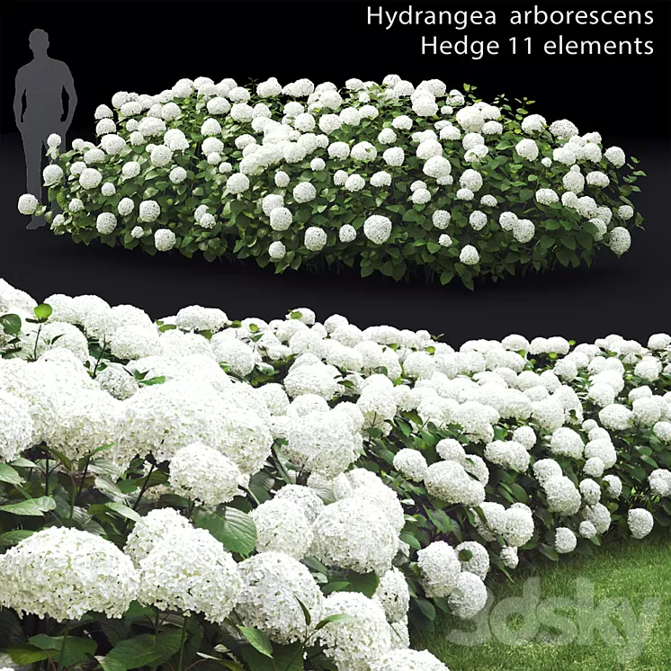 Hydrangea arborescens hedge 3D Model Hydrangea arborescens hedge 3D Model
