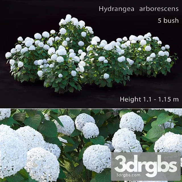 Hydrangea arborescens