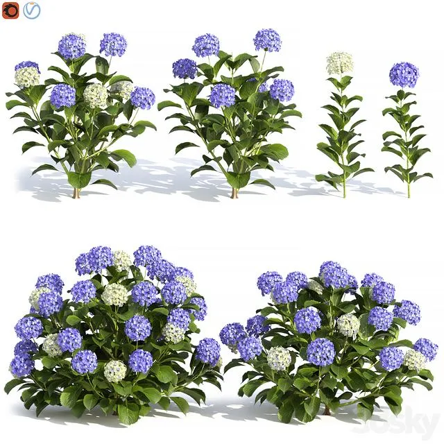 Hydrangea Flowers 3D Model
