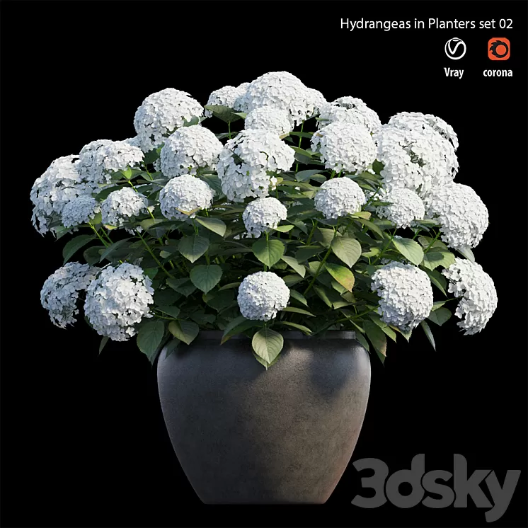 Hydrangea in planters set 02 3D Model Hydrangea in planters set 02 3D Model