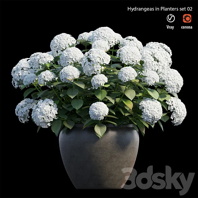 Hydrangea in planters set 02 3DModel