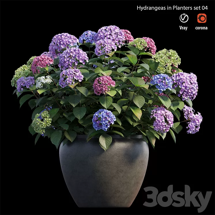 Hydrangea in planters set 04 3D Model Hydrangea in planters set 04 3D Model
