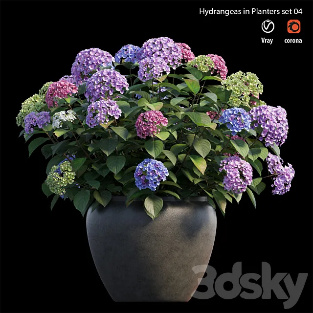 Hydrangea in planters set 04 3DModel