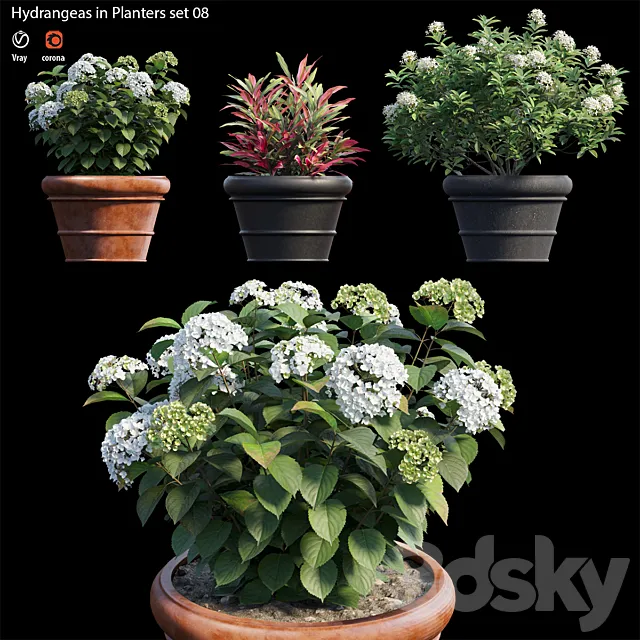 Hydrangea in planters set 08 3DModel