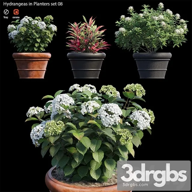 Hydrangea in planters set 08 Hydrangea in planters set 08